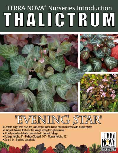 Thalictrum 'Evening Star' - Product Profile