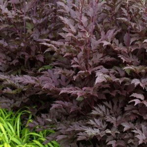 Actaea ‘Black Negligee’ | TERRA NOVA® Nurseries, Inc.