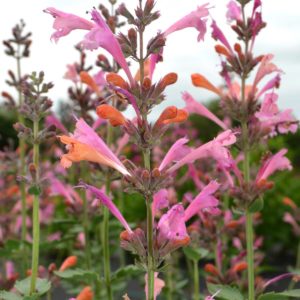 Agastache ‘Kudos Ambrosia’ | TERRA NOVA® Nurseries, Inc.