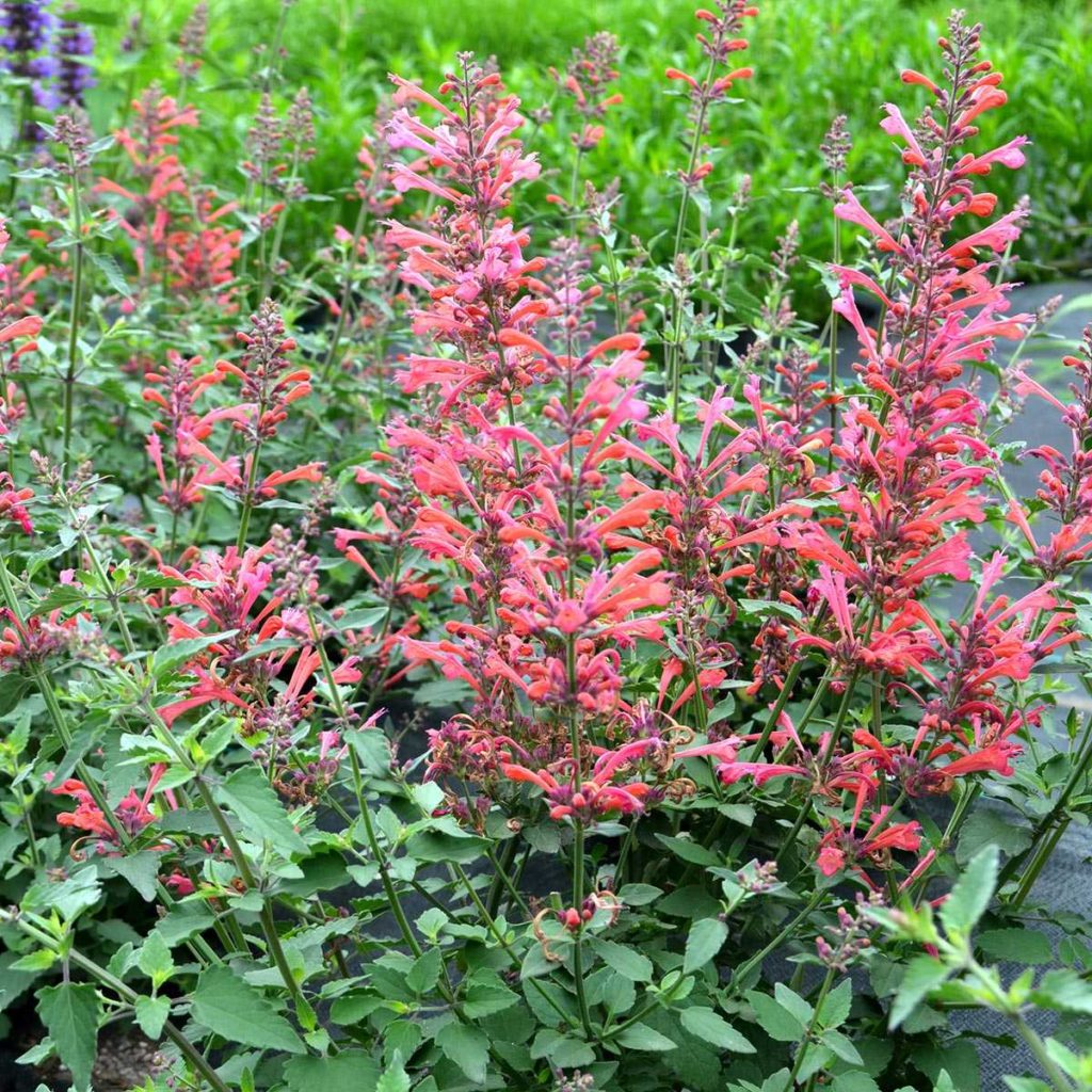 Agastache ‘Kudos Coral’ | TERRA NOVA® Nurseries, Inc.