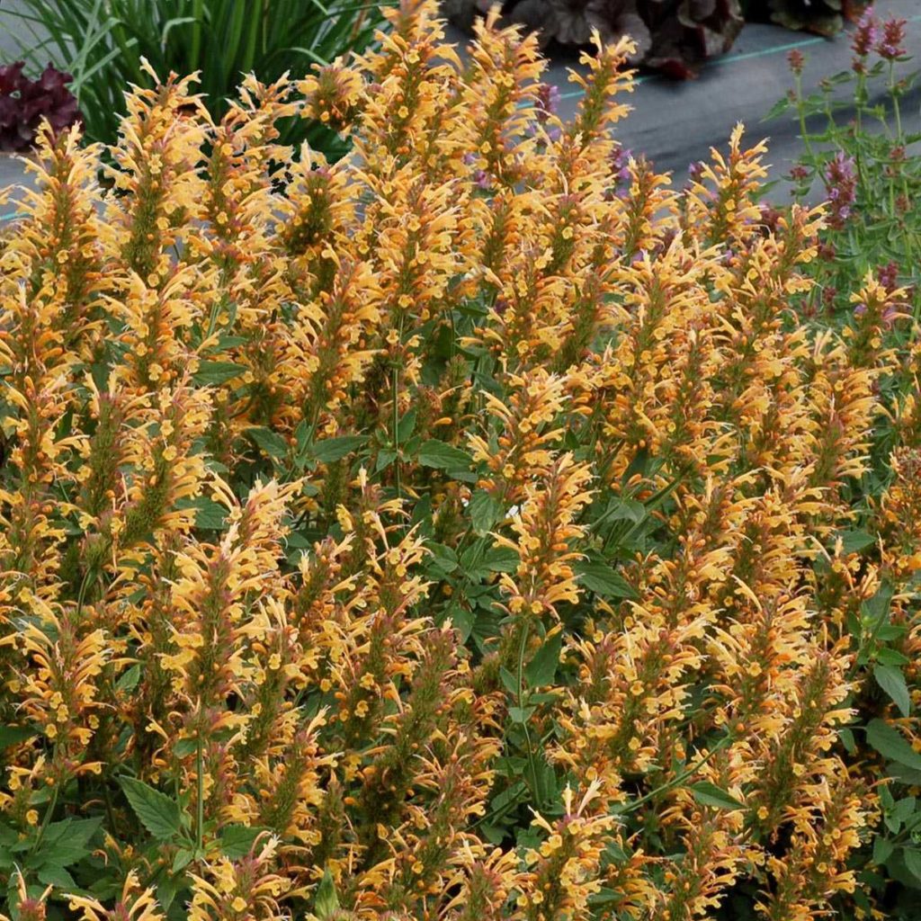 agastache kudos gold