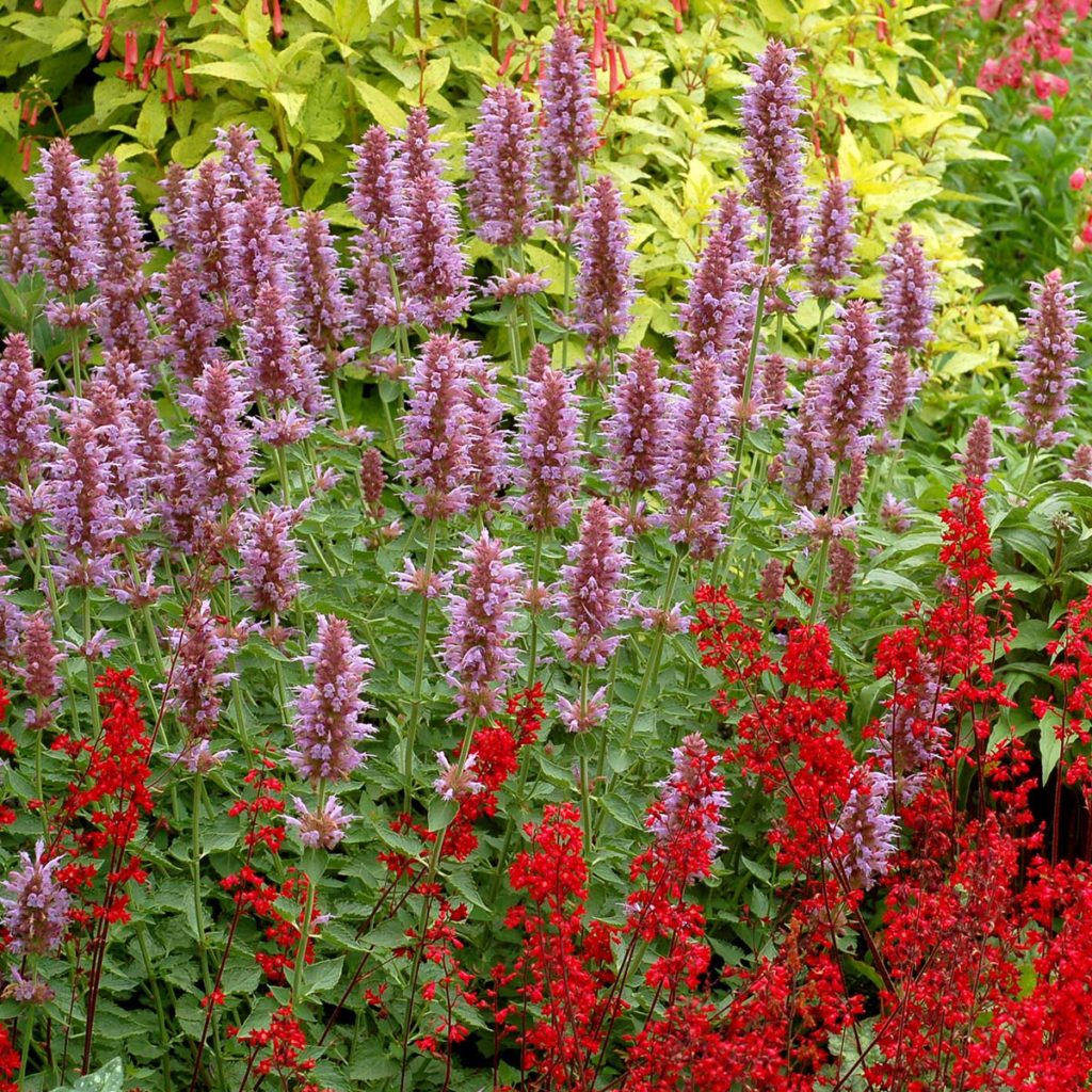 Agastache ‘Kudos Silver Blue’ | TERRA NOVA® Nurseries, Inc.