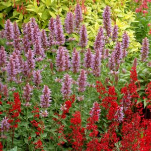 Agastache 'Kudos Silver Blue'
