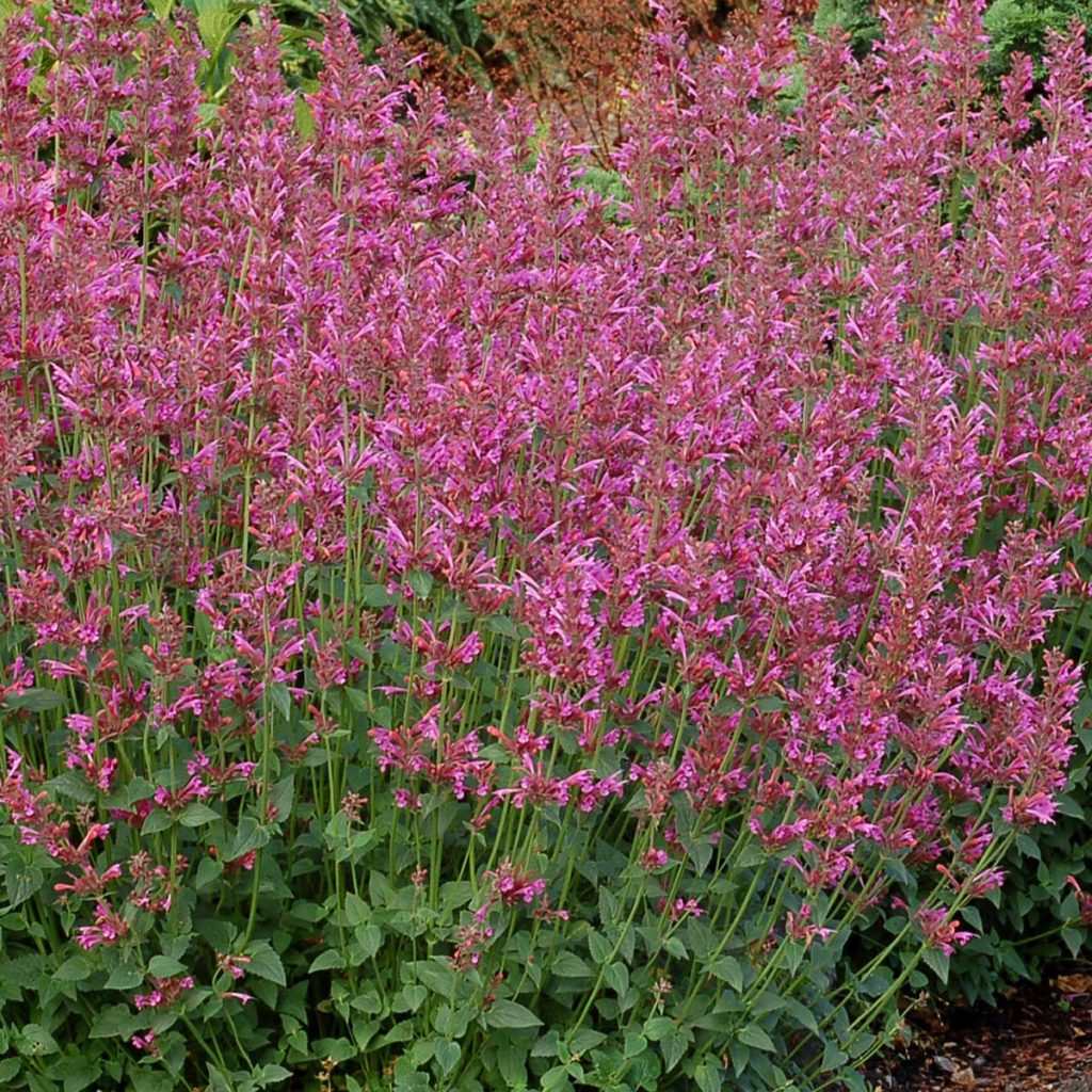 Agastache ‘Summer Love’ | TERRA NOVA® Nurseries, Inc.