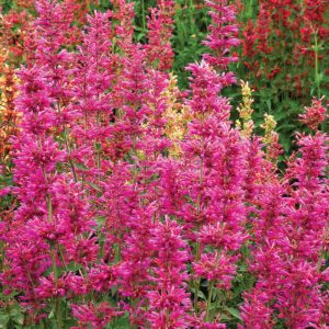 Agastache ‘Summer Love’ | TERRA NOVA® Nurseries, Inc.