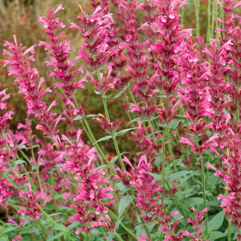 Agastache ‘Summer Love’ | TERRA NOVA® Nurseries, Inc.