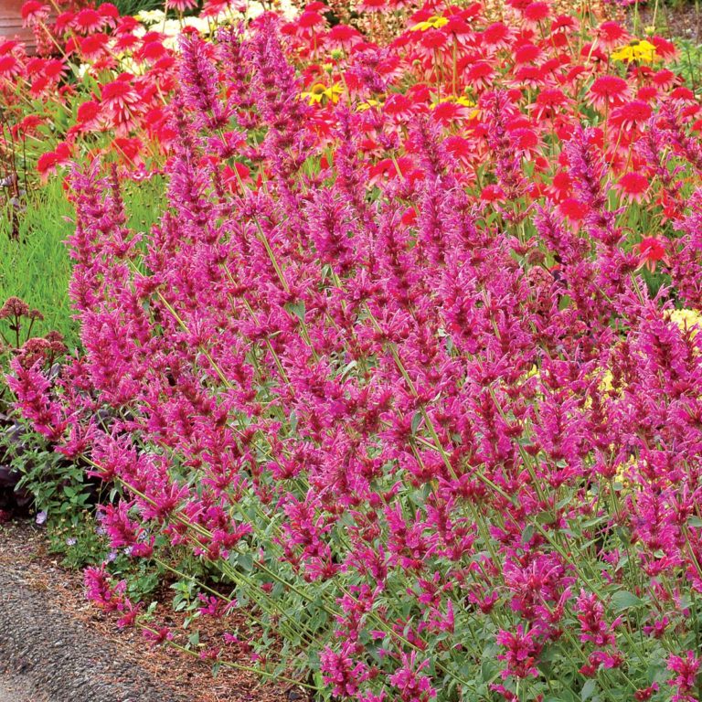 Agastache ‘Summer Love’ | TERRA NOVA® Nurseries, Inc.