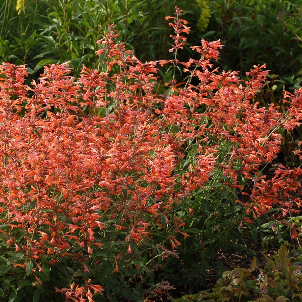 Agastache ‘Summer Sunset’ | TERRA NOVA® Nurseries, Inc.