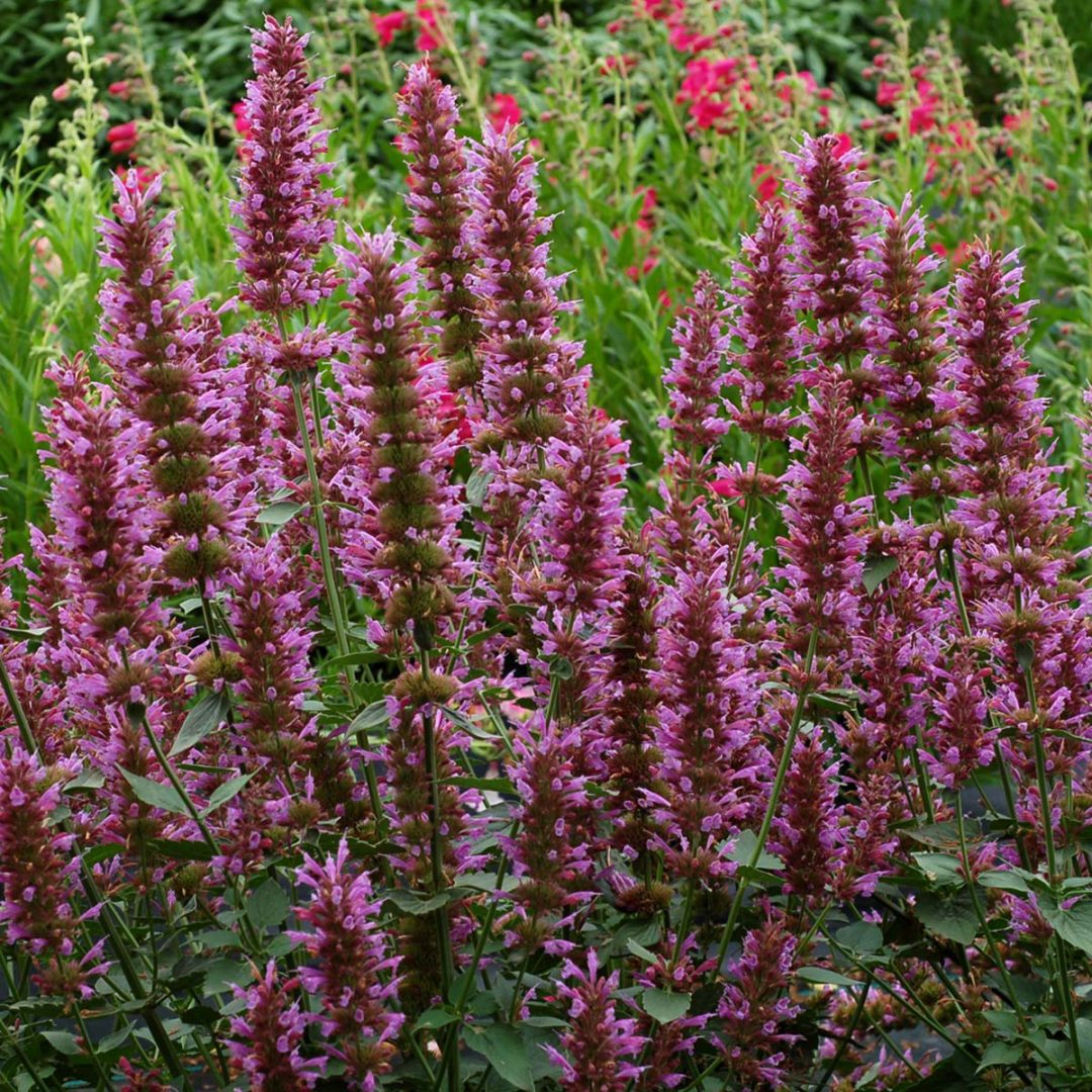 Agastache ‘Violet Vision’ | TERRA NOVA® Nurseries, Inc.