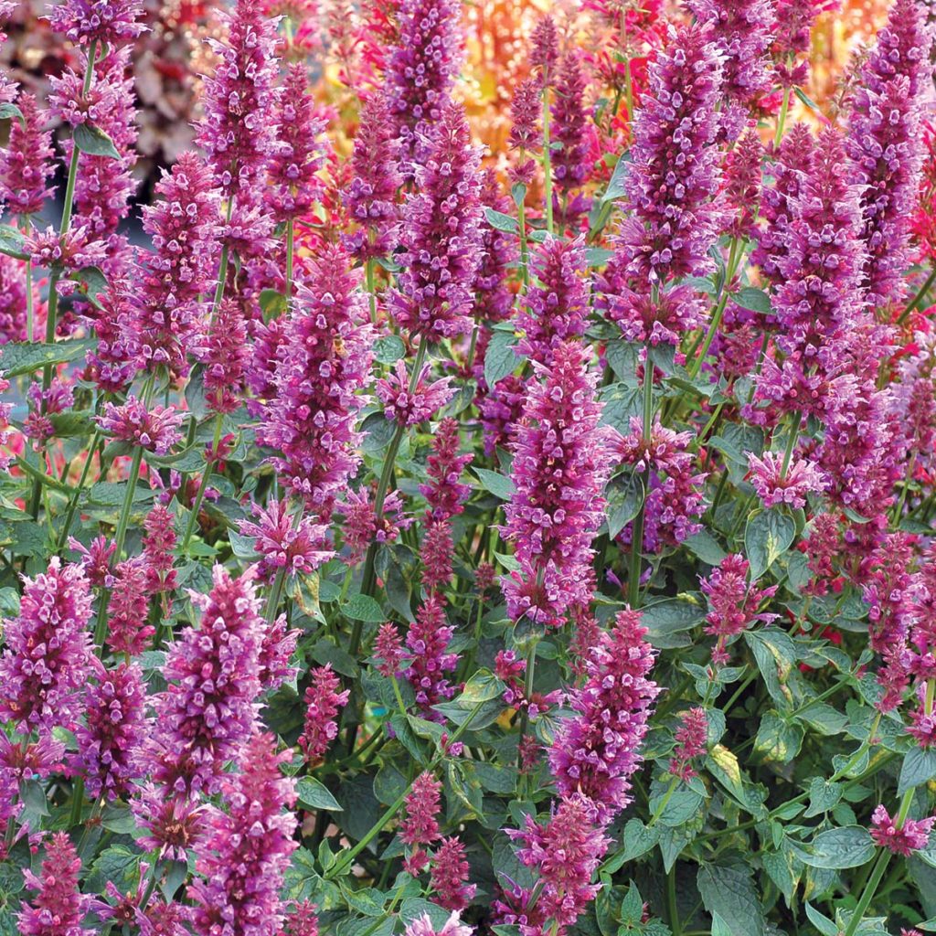 Agastache ‘Violet Vision’ | TERRA NOVA® Nurseries, Inc.