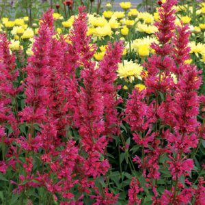 Agastache ‘Raspberry Summer’ | TERRA NOVA® Nurseries, Inc.