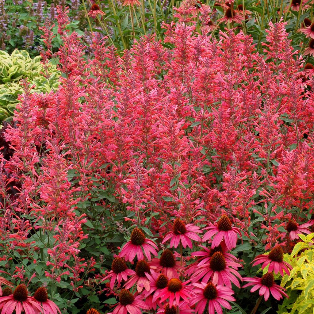 Agastache ‘Raspberry Summer’ | TERRA NOVA® Nurseries, Inc.