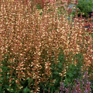 Agastache ‘Summer Glow’ | TERRA NOVA® Nurseries, Inc.