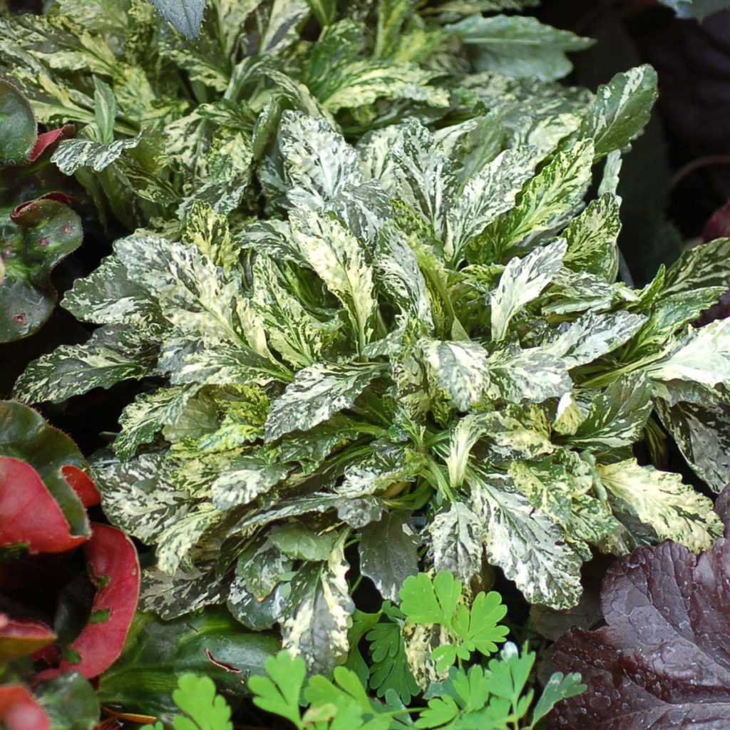 Ajuga ‘Sparkler’ | TERRA NOVA® Nurseries, Inc.