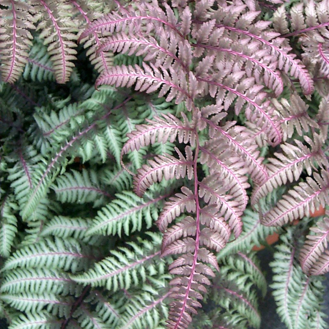 Athyrium ‘Burgundy Lace’ | TERRA NOVA® Nurseries, Inc.