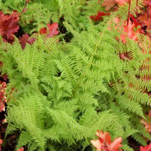 Athyrium ‘Encourage’ | TERRA NOVA® Nurseries, Inc.