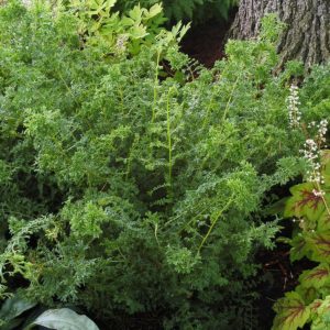 Athyrium ‘Encourage’ | TERRA NOVA® Nurseries, Inc.