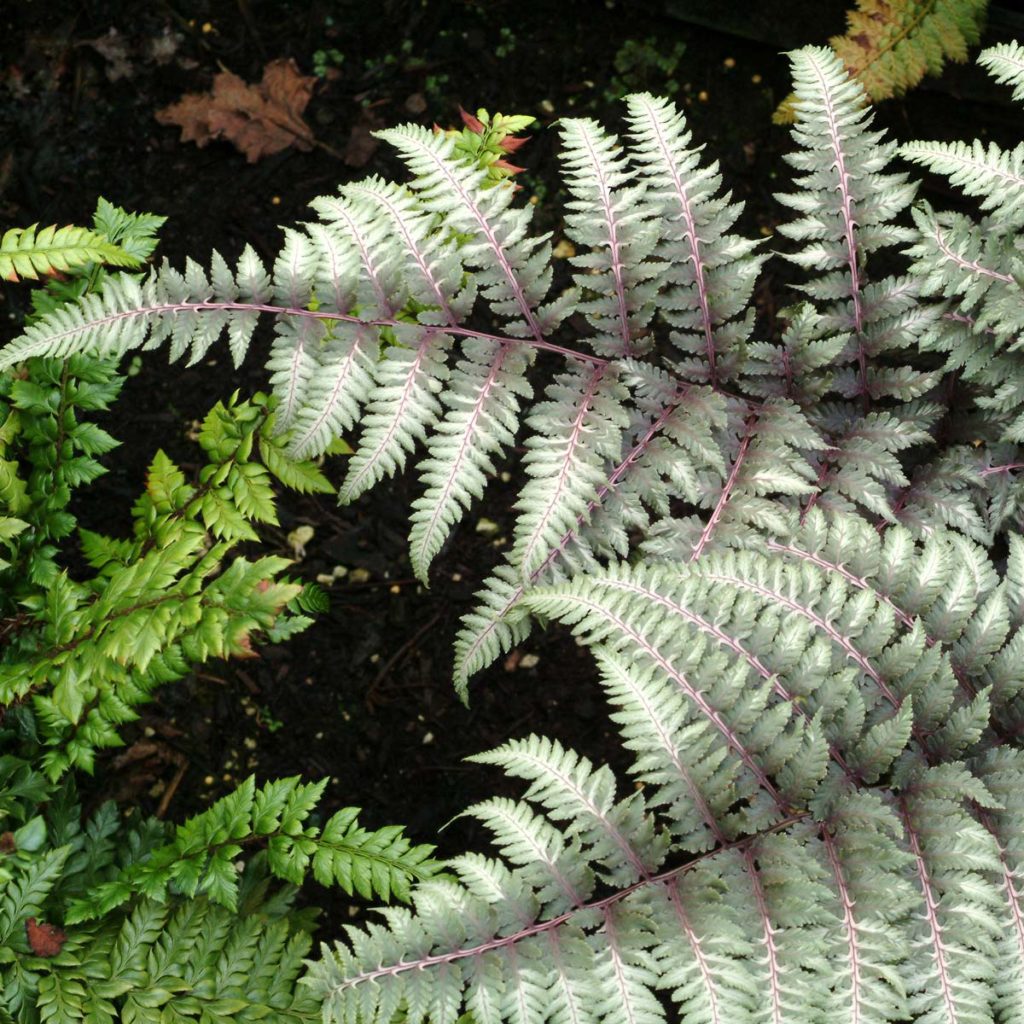 Athyrium ‘Pewter Lace’ | TERRA NOVA® Nurseries, Inc.