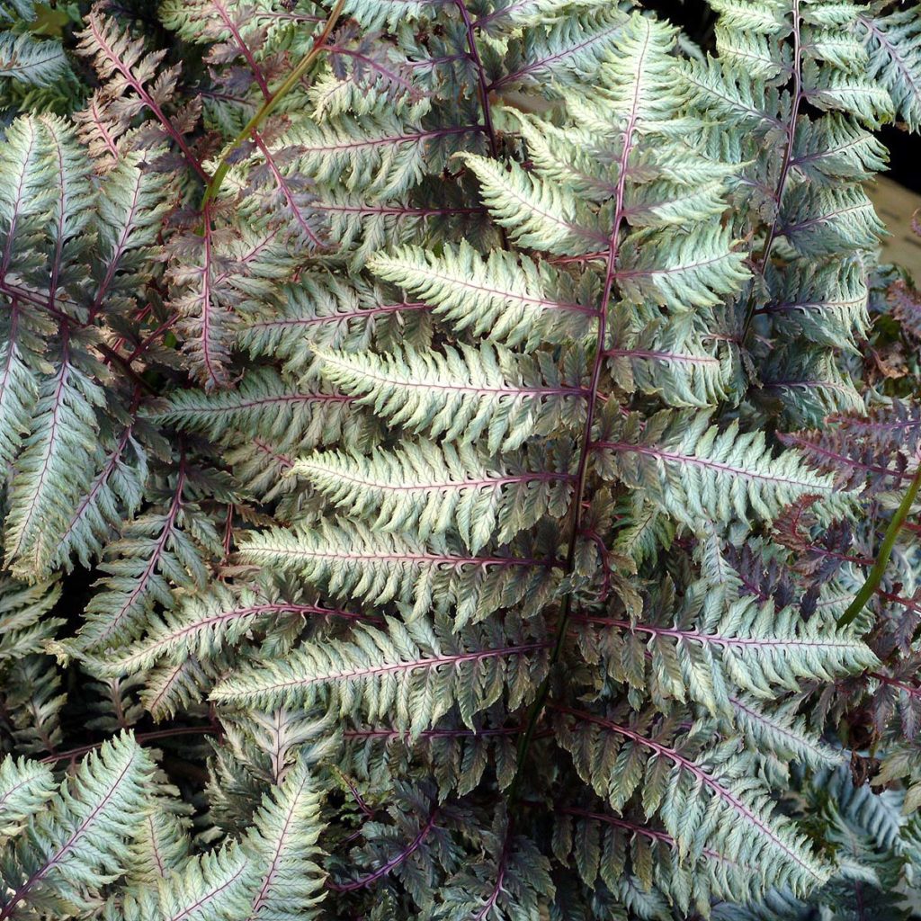 Athyrium ‘pewter Lace’ 