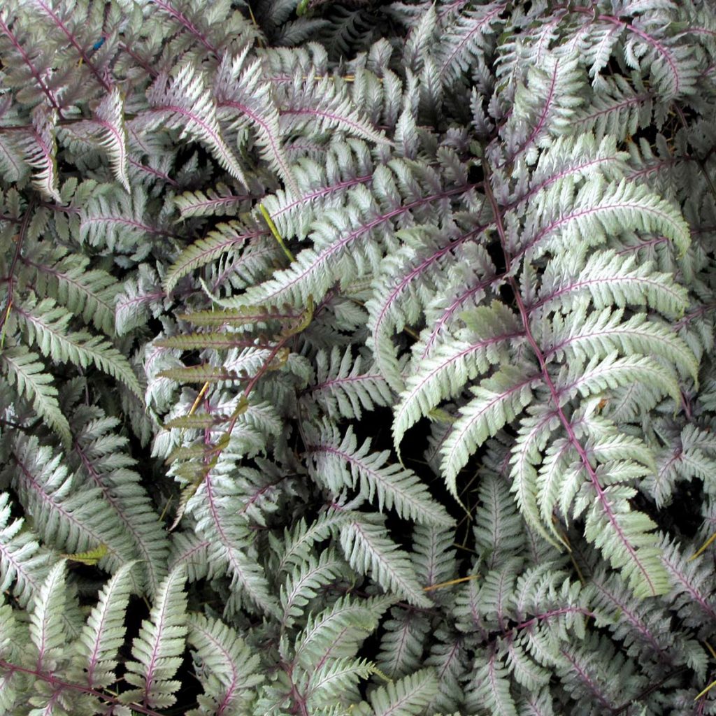 Athyrium ‘Silver Falls’ | TERRA NOVA® Nurseries, Inc.