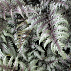 Athyrium ‘silver Falls’ 