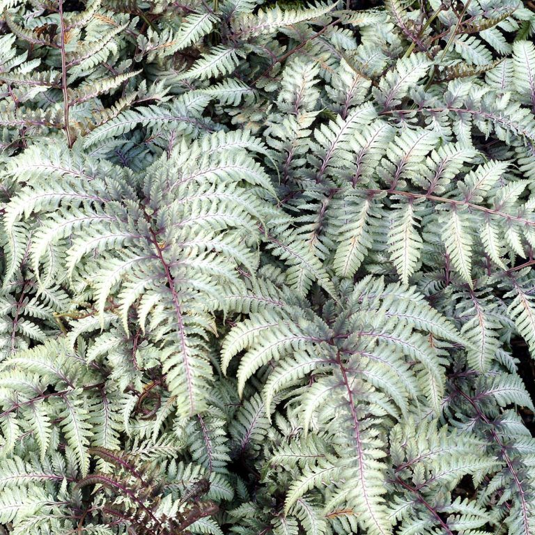 Athyrium ‘Silver Falls’ | TERRA NOVA® Nurseries, Inc.