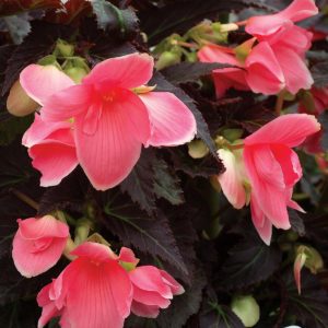 Begonia COCOA™ ‘Enchanted Evening’ | TERRA NOVA® Nurseries, Inc.
