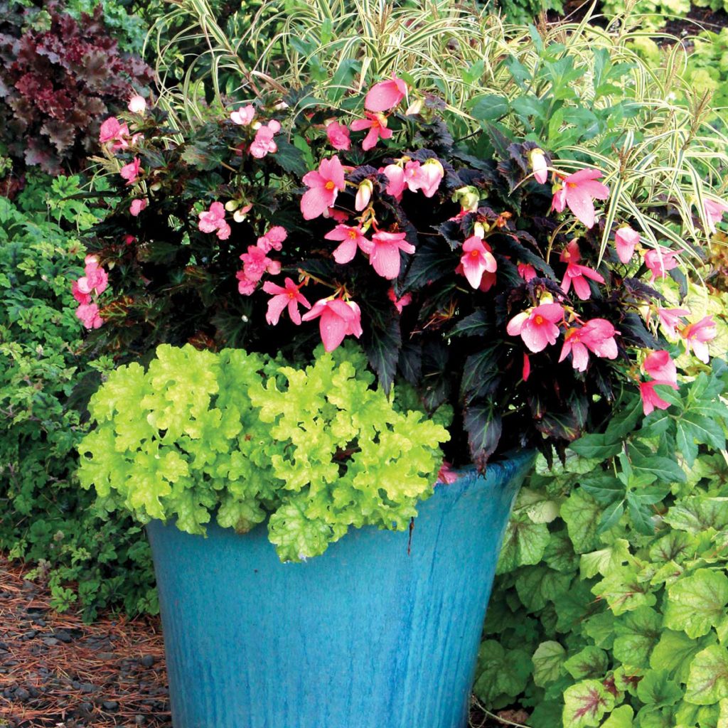 Begonia COCOA™ ‘Enchanted Evening’ | TERRA NOVA® Nurseries, Inc.