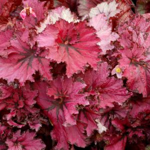 Begonia NAUTILUS™ ‘Ruby’ | TERRA NOVA® Nurseries, Inc.