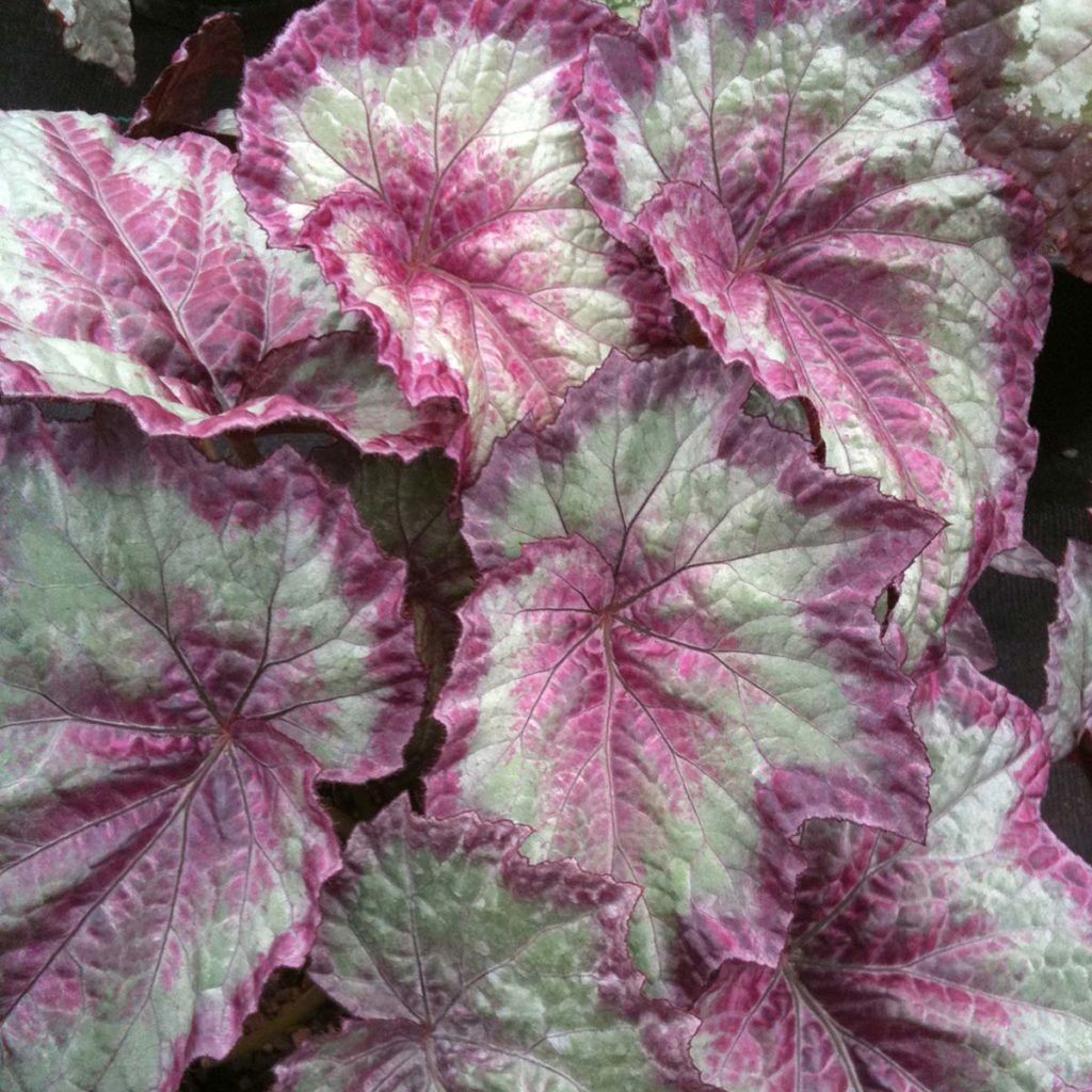 Begonia SHADE ANGEL™ ‘Aurora’ | TERRA NOVA® Nurseries, Inc.