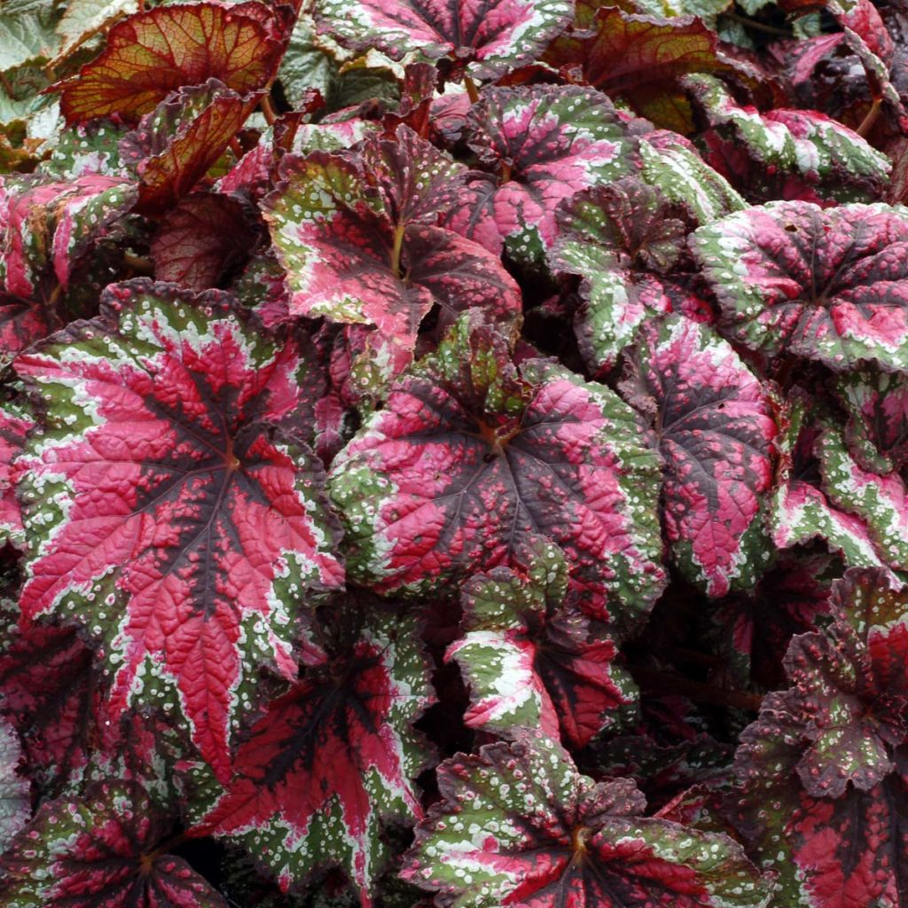 Begonia T REX® ‘St. Nick’ | TERRA NOVA® Nurseries, Inc.