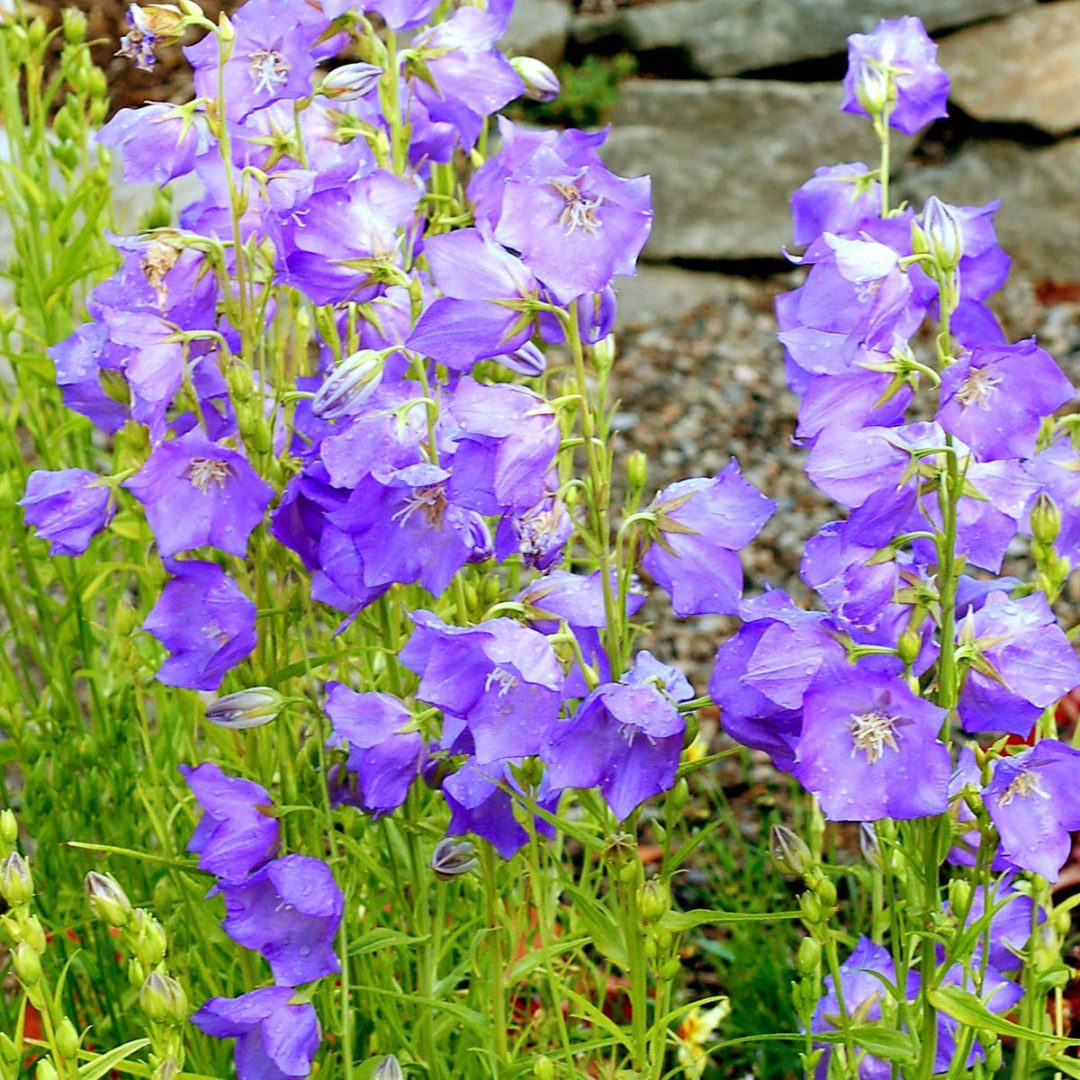 Campanula ‘Blue-Eyed Blonde’ | TERRA NOVA® Nurseries, Inc.