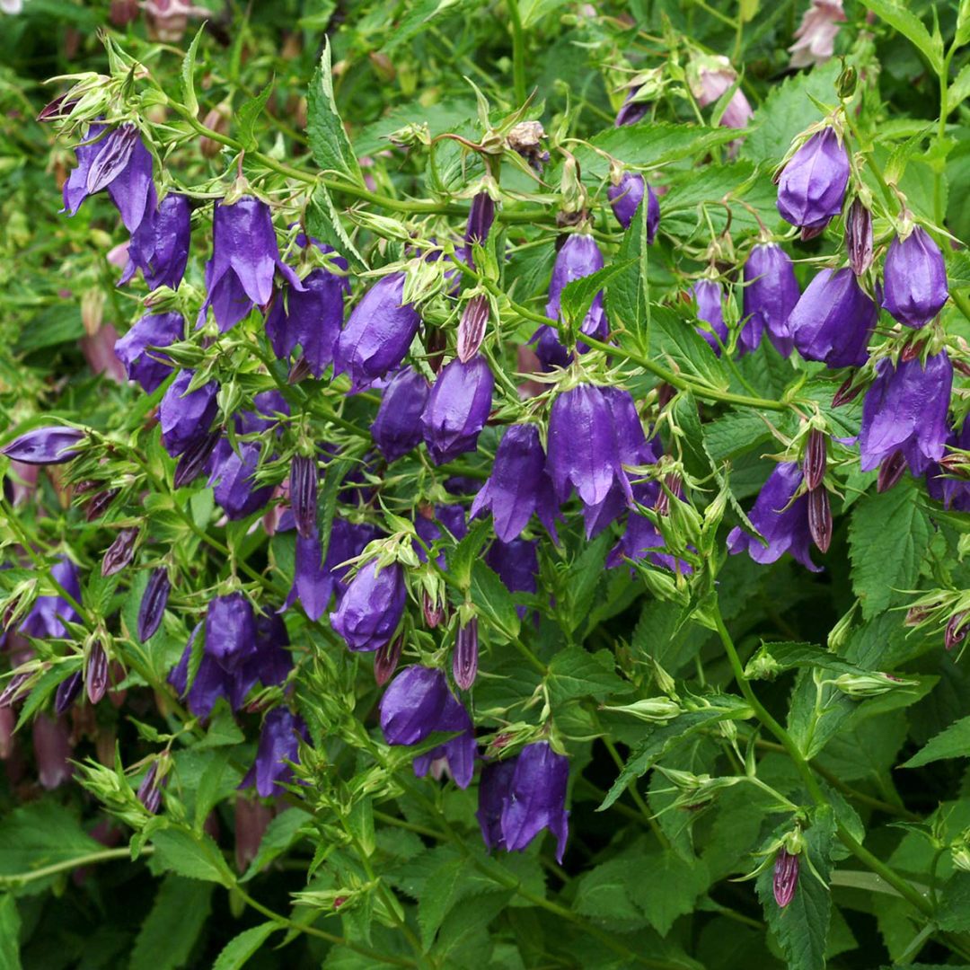 Campanula ‘Jelly Bells’ | TERRA NOVA® Nurseries, Inc.