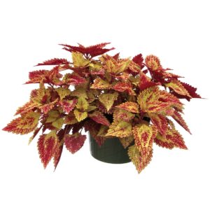 Coleus COLOR CLOUDS™ ‘Spicy’ | TERRA NOVA® Nurseries, Inc.