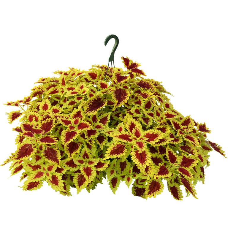 Coleus FLYING CARPET™ ‘Thriller’ | TERRA NOVA® Nurseries, Inc.