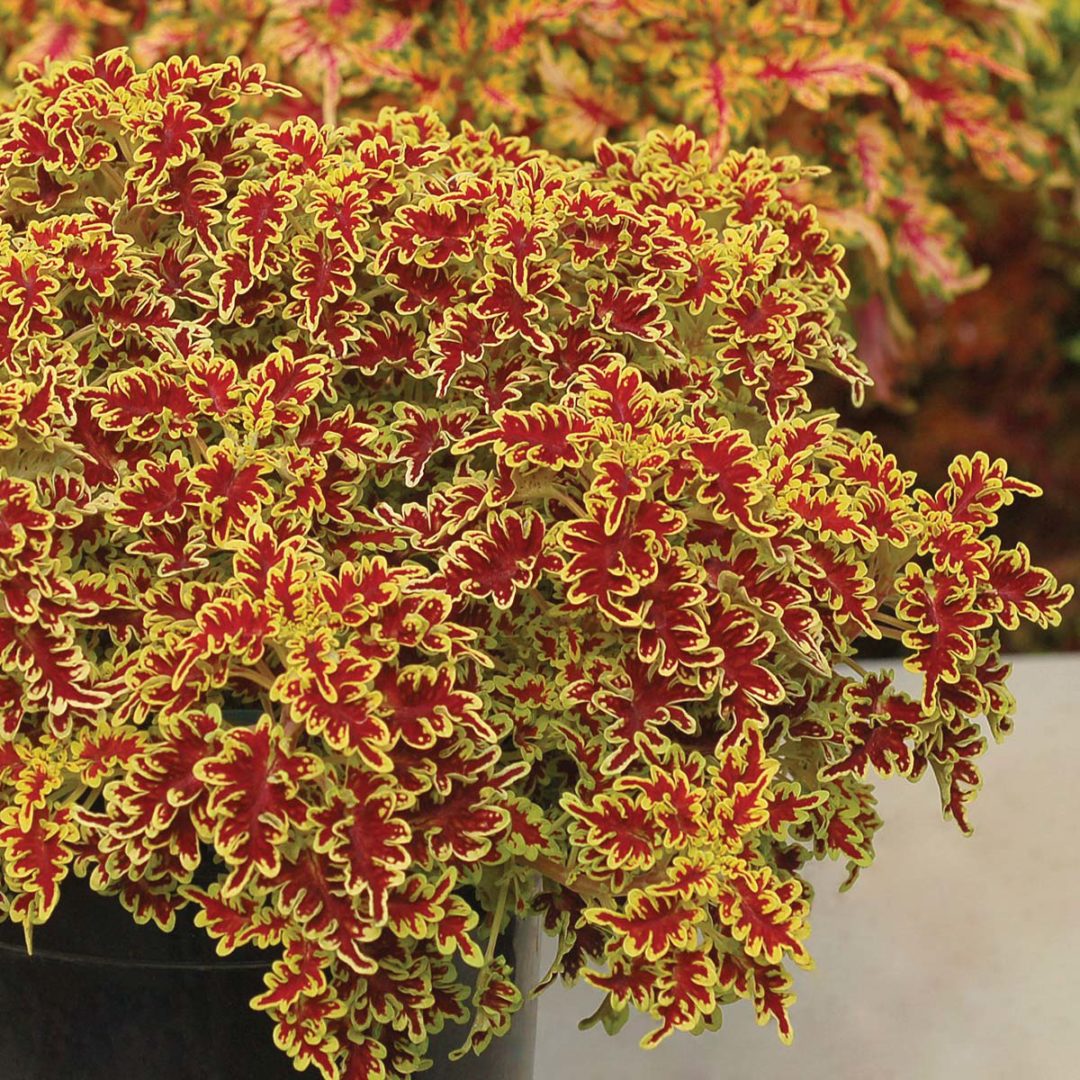 Miniature Coleus