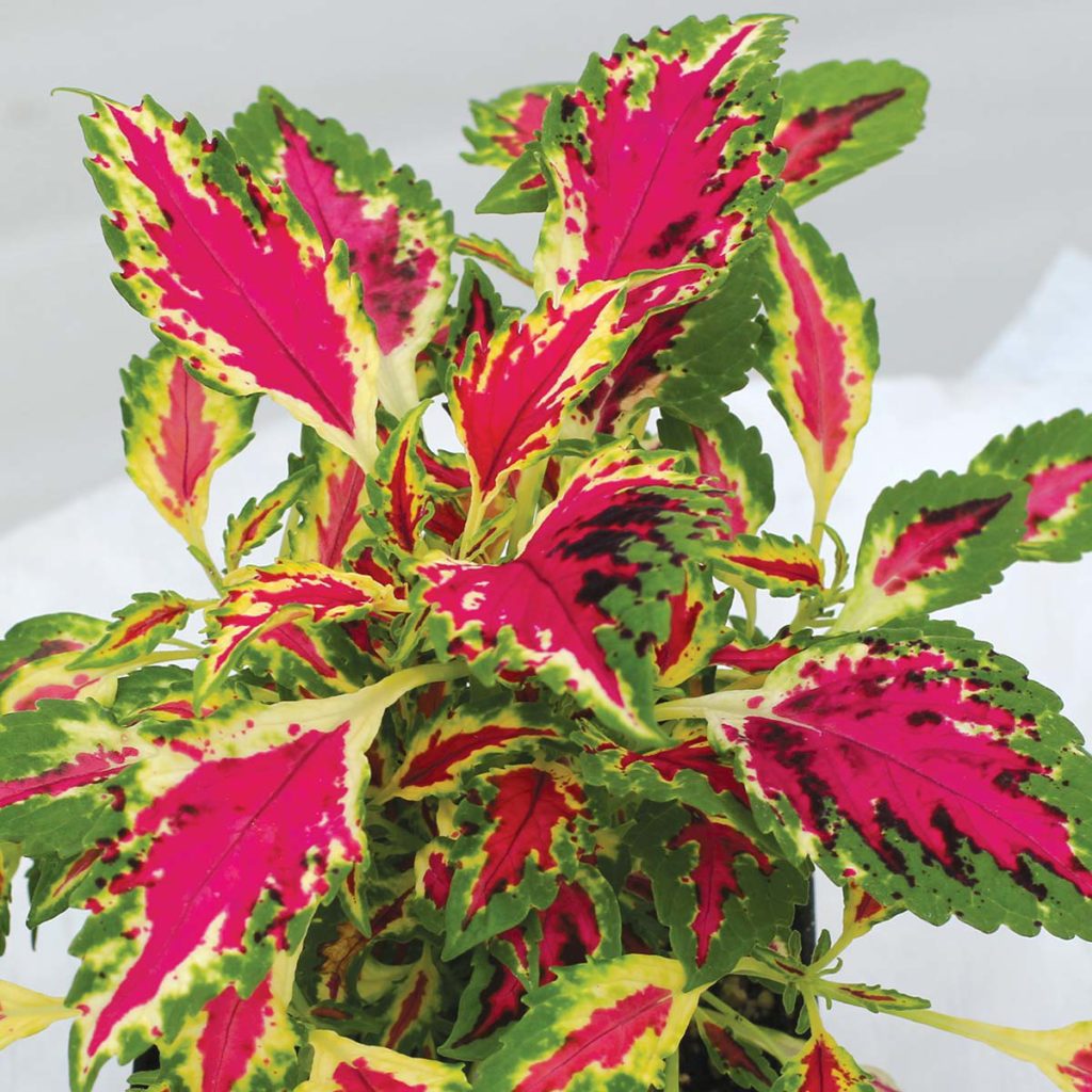 Coleus TERRA NOVA® ‘Magic Spell’ | TERRA NOVA® Nurseries, Inc.