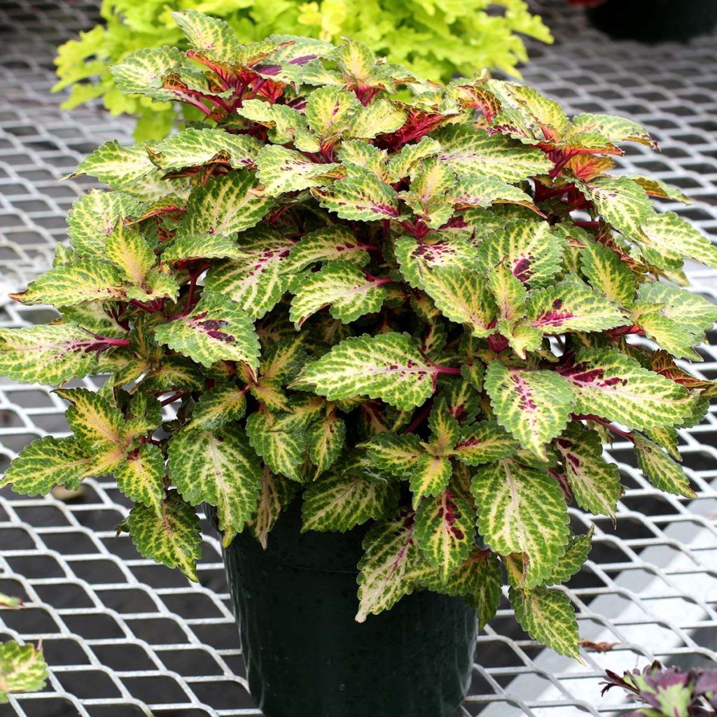 Coleus TERRA NOVA® ‘Mystic Light’ | TERRA NOVA® Nurseries, Inc.