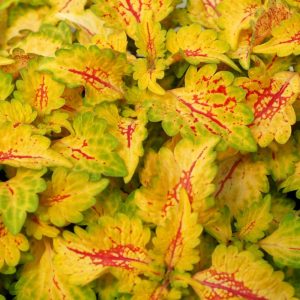 Coleus WILDFIRE™ 'Flicker'