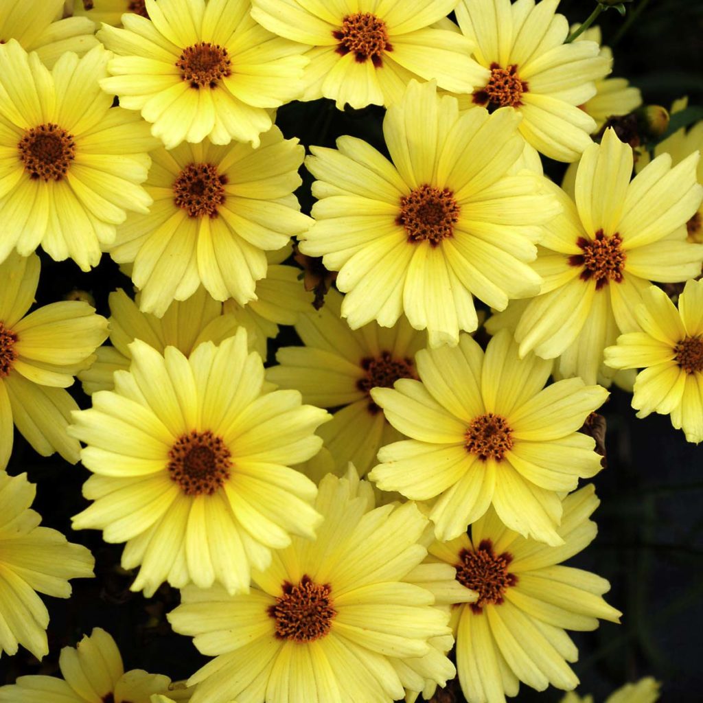 Coreopsis ‘buttercream’ 