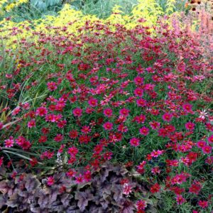 Coreopsis ‘Center Stage’ | TERRA NOVA® Nurseries, Inc.