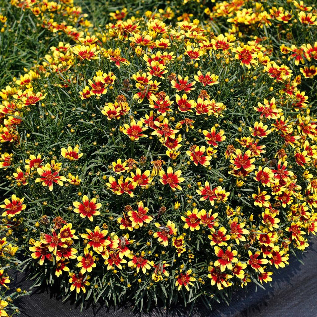 Coreopsis HONEYBUNCH™ ‘Red & Gold’ | TERRA NOVA® Nurseries, Inc.