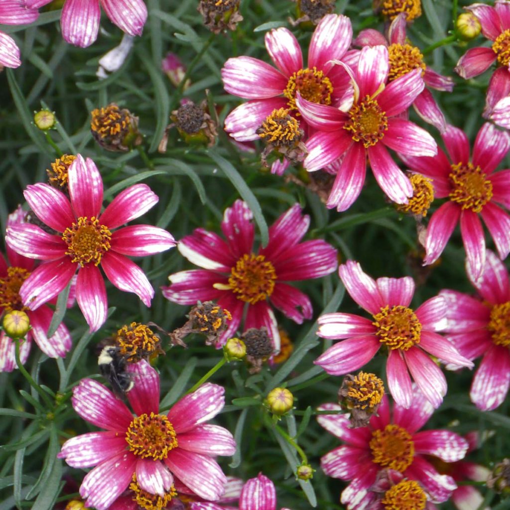 Coreopsis ‘Madras Magic’ | TERRA NOVA® Nurseries, Inc.