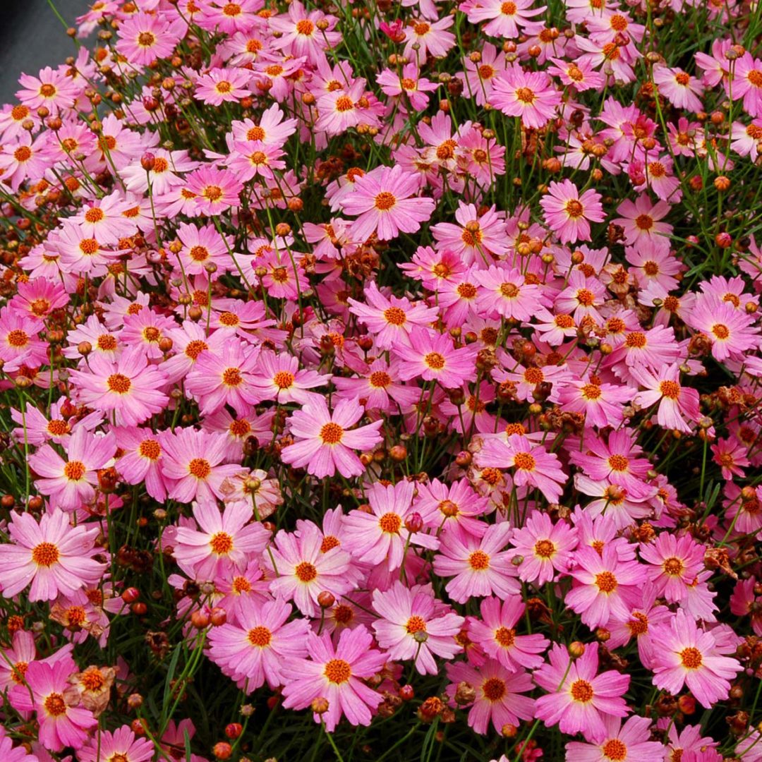 Coreopsis ‘Pink Lady’ | TERRA NOVA® Nurseries, Inc.