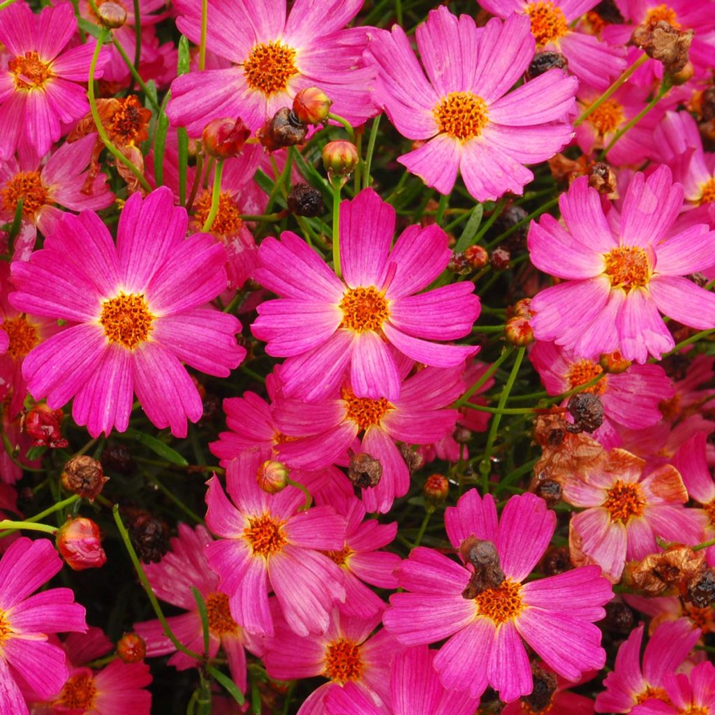 Coreopsis ‘Pink Lady’ | TERRA NOVA® Nurseries, Inc.