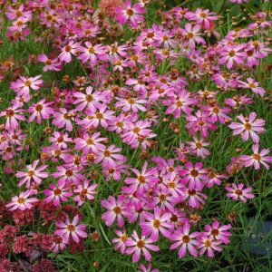 Coreopsis ‘Pink Sapphire’ | TERRA NOVA® Nurseries, Inc.