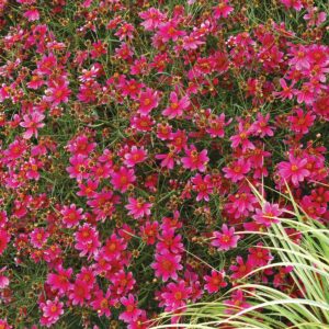 Coreopsis ‘Show Stopper’ | TERRA NOVA® Nurseries, Inc.