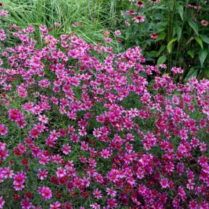 Coreopsis ‘show Stopper’ 