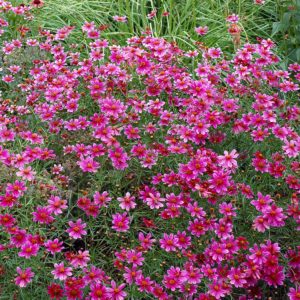 Coreopsis ‘Show Stopper’ | TERRA NOVA® Nurseries, Inc.