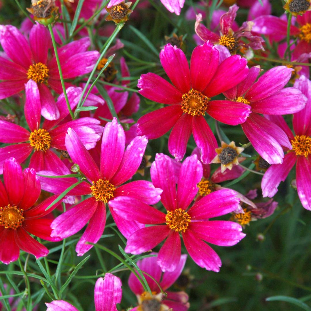 Coreopsis ‘Show Stopper’ | TERRA NOVA® Nurseries, Inc.